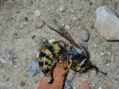 Vespula