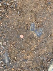 Sylvilagus floridanus