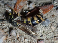Vespula