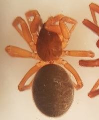 Walckenaeria acuminata