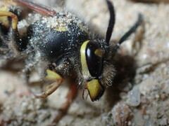 Vespula
