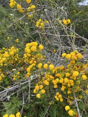 Calceolaria ascendens