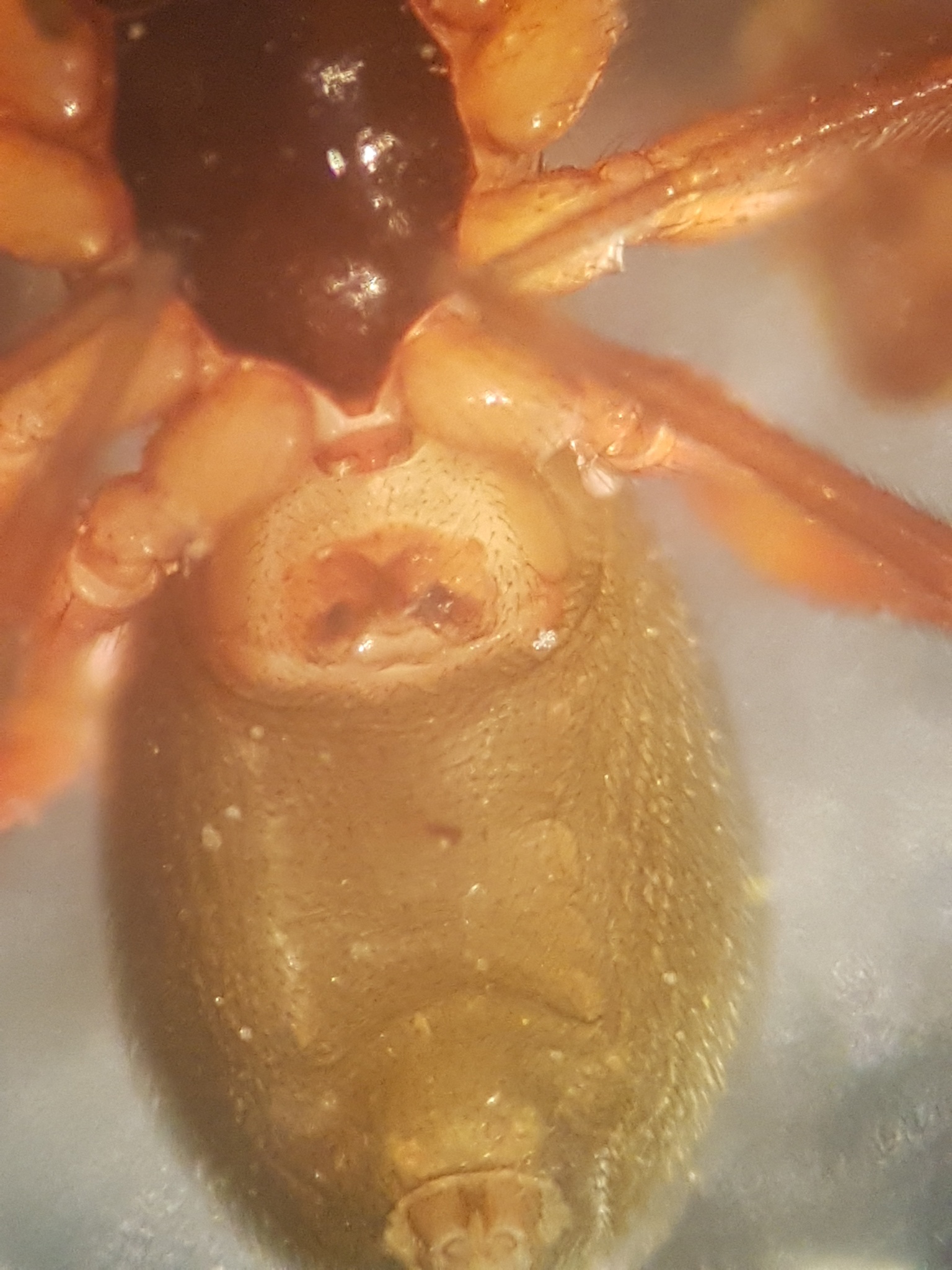 Walckenaeria obtusa Blackwall, 1836