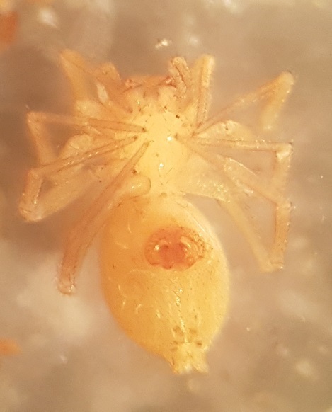 Centromerus serratus