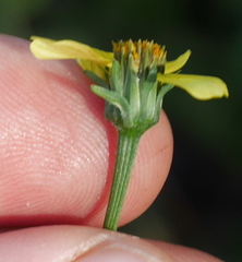 Bidens subalternans