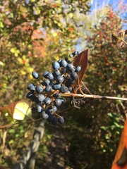 Viburnum lentago