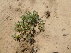 Leobordea esterhuyseana