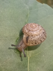 Hygromia cinctella