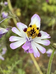 Schizanthus