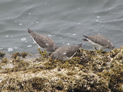 Calidris virgata