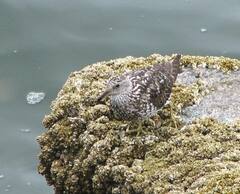 Calidris virgata