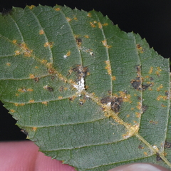 Melampsoridium carpini