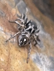 Habronattus coecatus