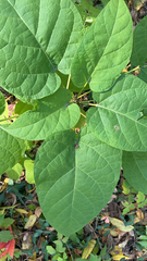 Clerodendrum trichotomum