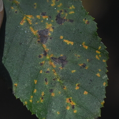 Melampsoridium carpini