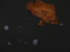 Lobotes surinamensis