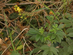 Agrimonia eupatoria