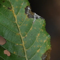 Melampsoridium carpini