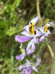 Schizanthus