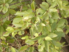 Magnoliopsida