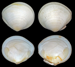 Arcopaginula inflata