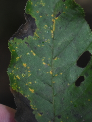 Melampsoridium carpini