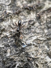 Brachyponera chinensis