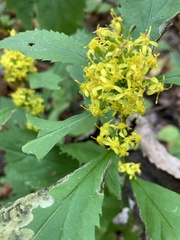 Solidago curtisii