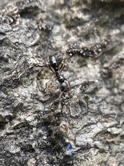 Brachyponera chinensis