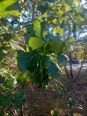 Quercus marilandica
