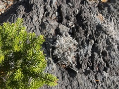 Stereocaulon saxatile