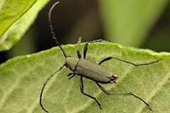Coleoptera