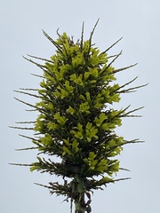 Puya chilensis
