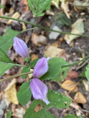 Chelone lyonii