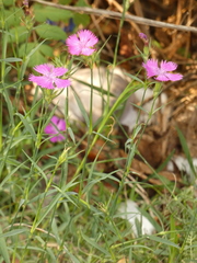 Dianthus seguieri