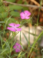 Dianthus seguieri