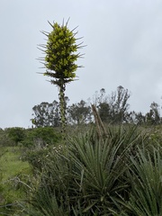 Puya chilensis
