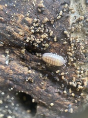 Holoverticata