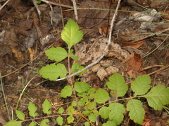Koelreuteria paniculata