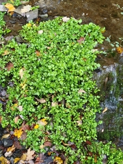 Brassicaceae