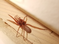 Dysderidae