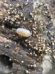 Holoverticata