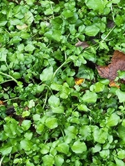 Brassicaceae