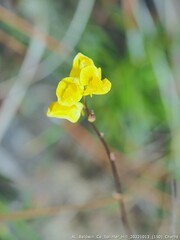 Utricularia subulata