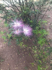 Calliandra selloi