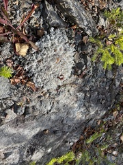 Stereocaulon saxatile