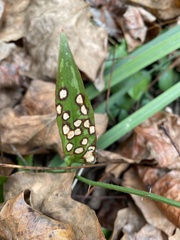 Smilax bona-nox