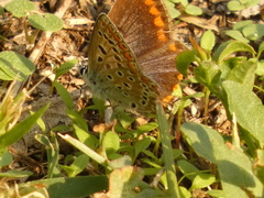 Polyommatus icarus