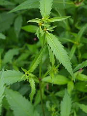 Bidens comosa