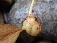 Pemphigus spyrothecae